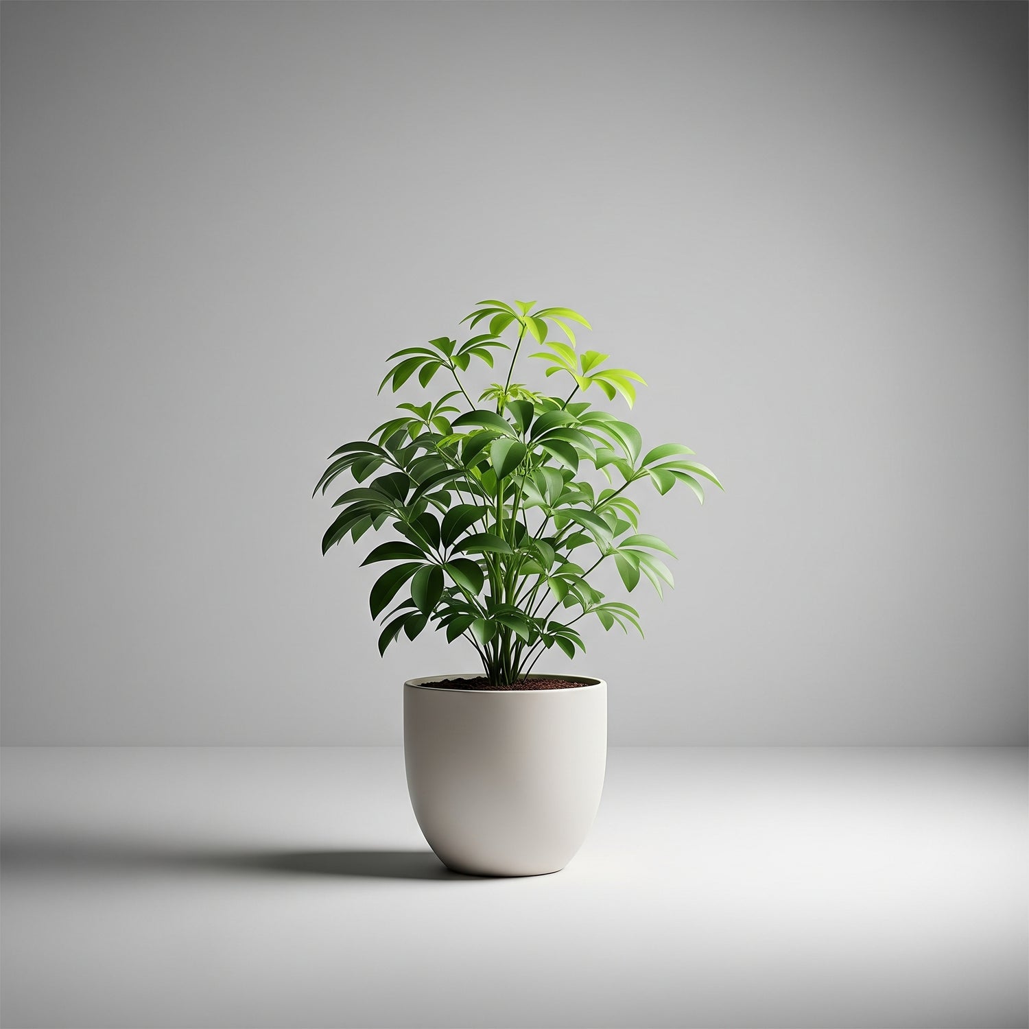 A vibrant Schefflera actinophylla (umbrella plant) in a minimalist off-white ceramic pot against a clean light grey background
