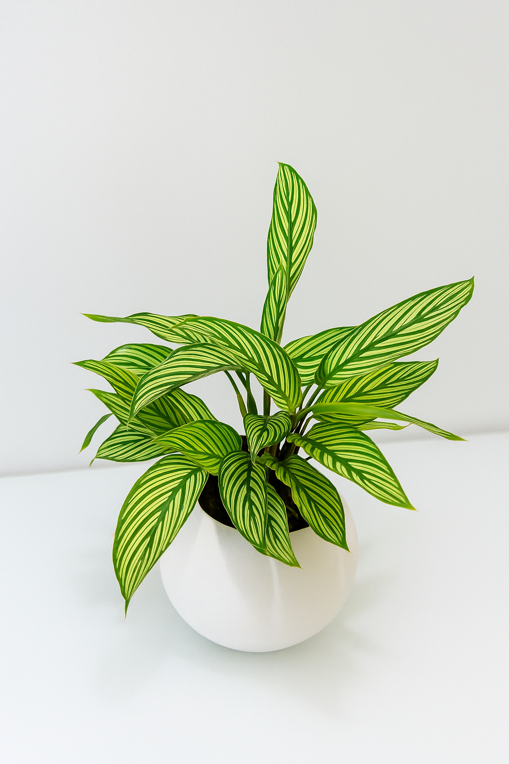 Calathea Vittata plant with bright green leaves and bold white veins in a modern white pot on white surface.