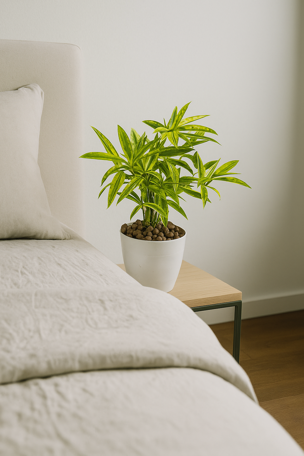 Dracaena reflexa ‘Song of India’ in white pot on bedside table with bright yellow and green striped leaves.