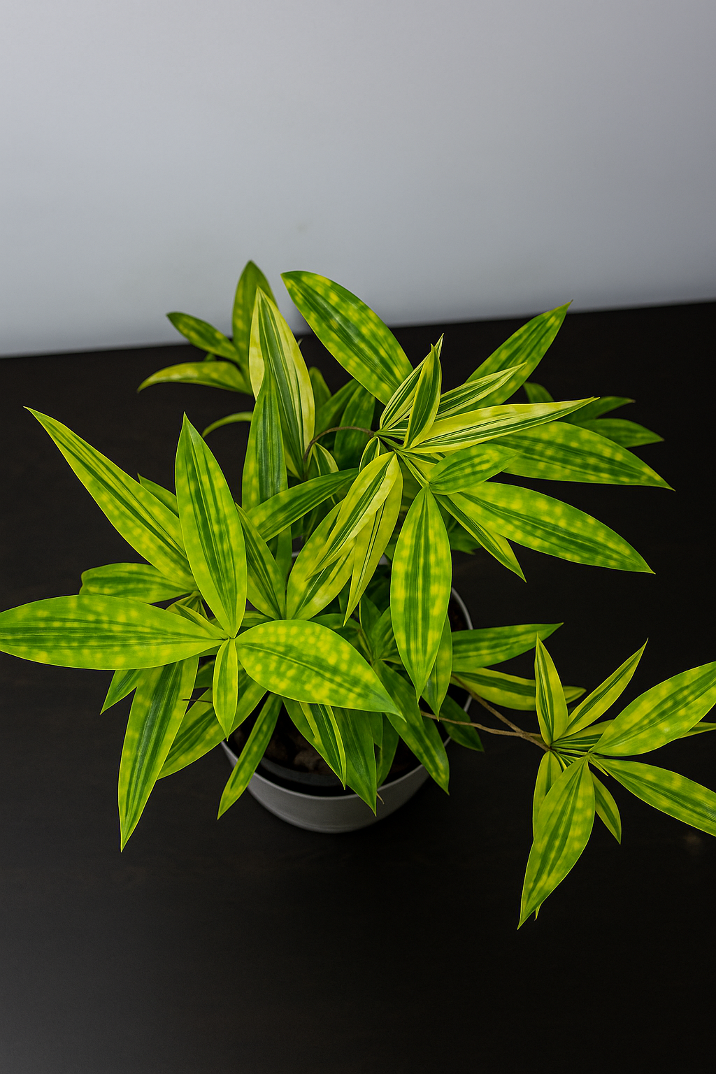 Dracaena reflexa 'Song of India' indoor plant with narrow green and yellow striped leaves in a pot on dark surface.