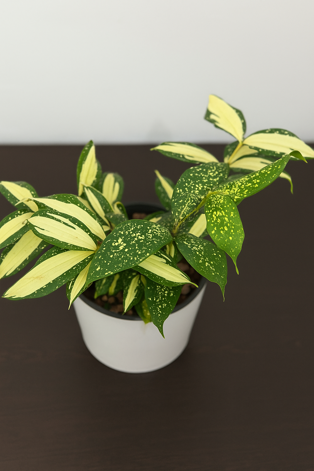 Dracaena surculosa ‘Milky Way’ potted plant with green and cream-speckled variegated leaves on dark surface.