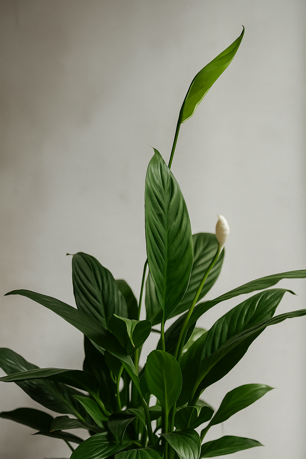 Peace Lily plant with glossy green leaves and a single white flower against a plain background.