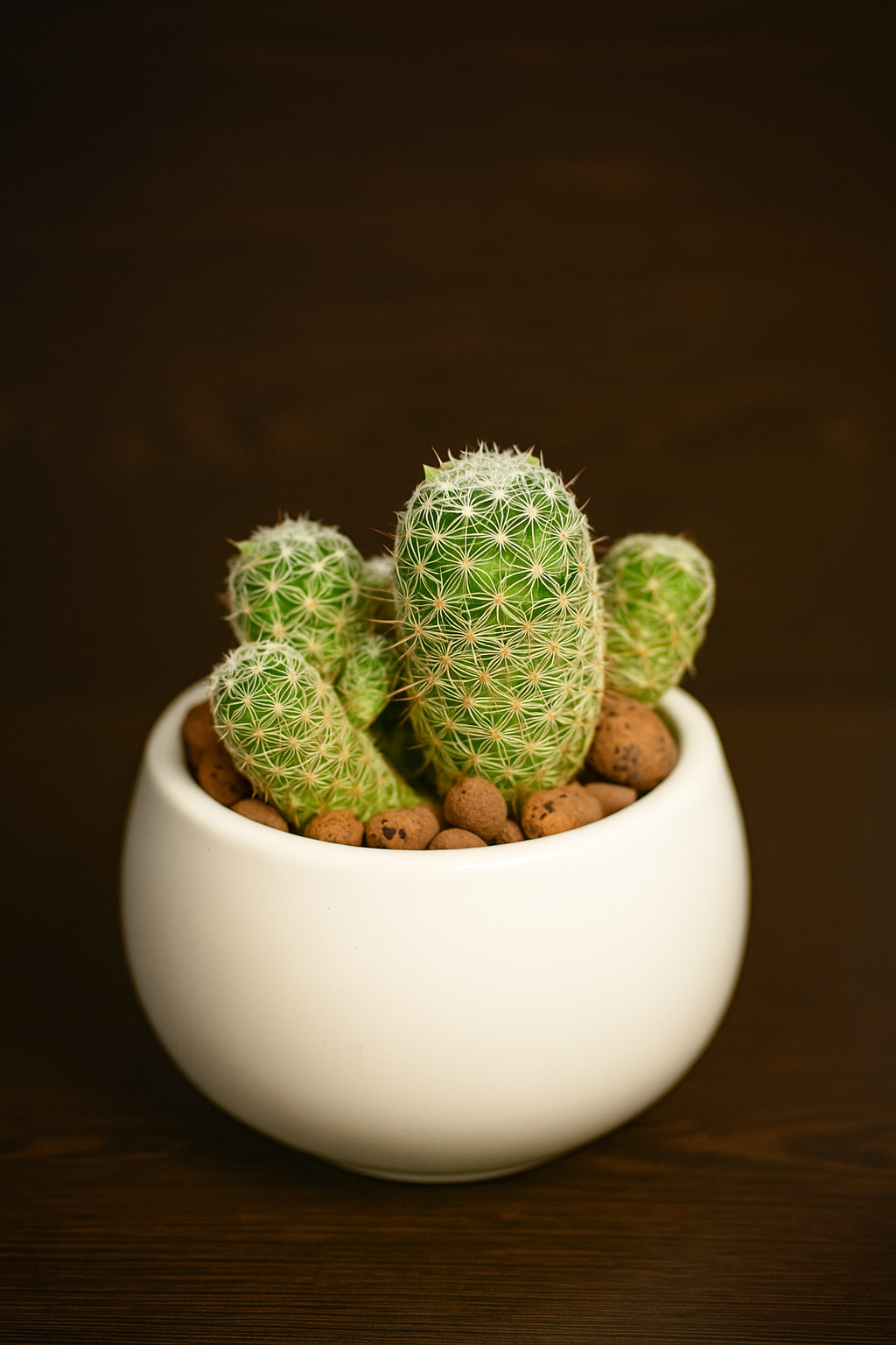 Pineapple Cactus in white pot with small round green stems and white spines on wooden surface.