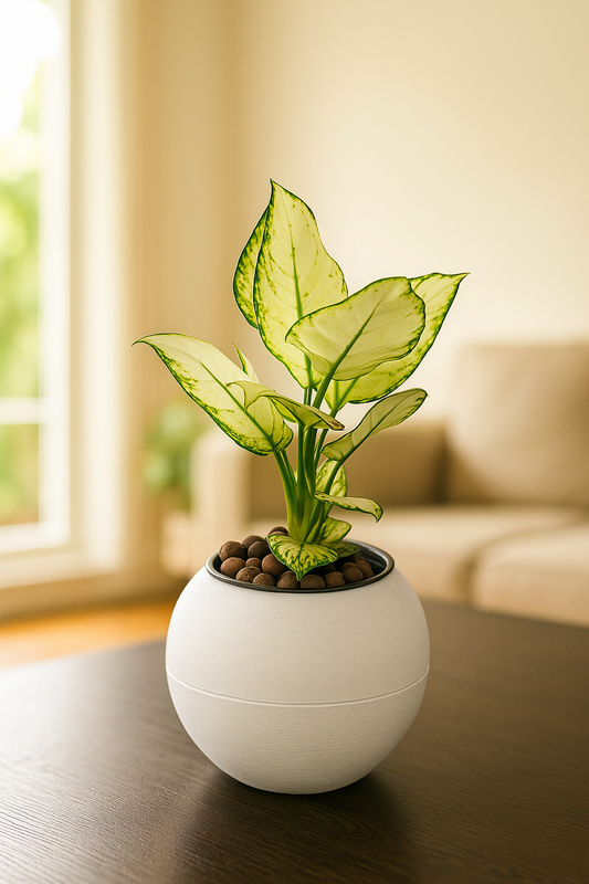 Aglaonema Snow White plant with variegated white and green leaves in a modern white round pot on table.