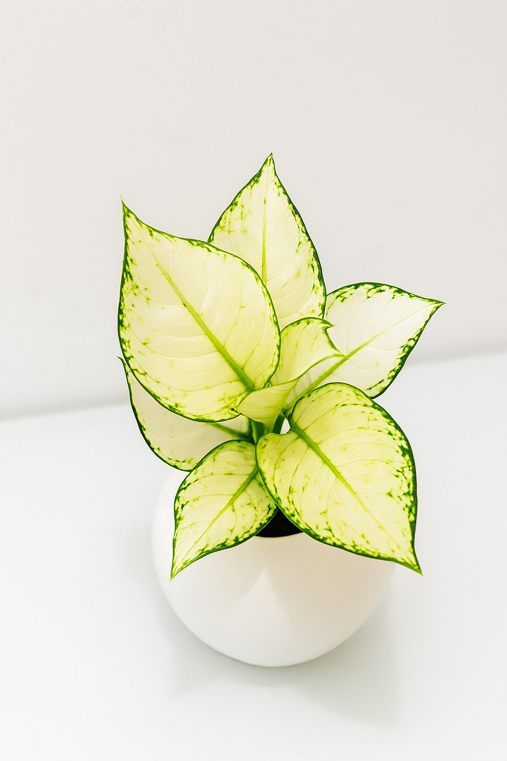 Aglaonema Snow White plant with variegated white and green leaves in a white pot against a white background.