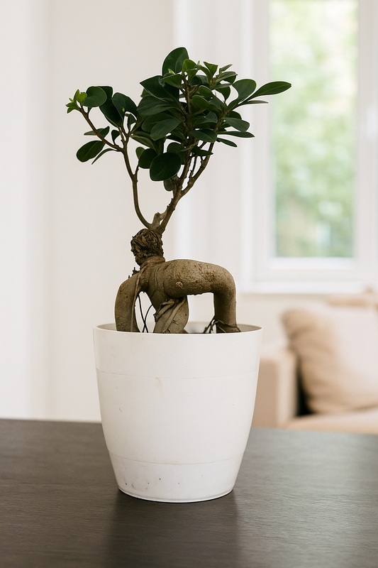 Bonsai Ficus with twisted trunk and glossy green leaves in white pot on table in bright modern room.
