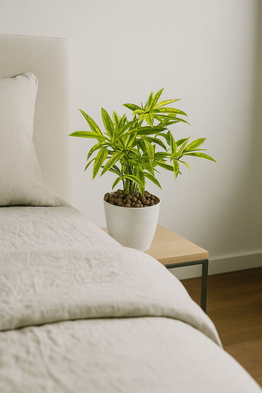 Dracaena reflexa ‘Song of India’ in white pot on bedside table with bright yellow and green striped leaves.