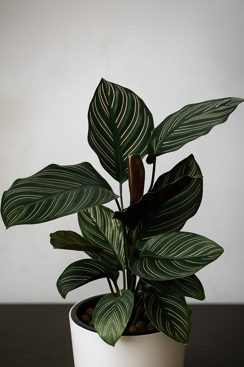 Pinstripe Calathea plant with dark green leaves and pinkish-white pinstripes in a white pot against a neutral background.